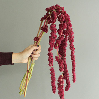Designer Red Hanging Amaranthus
